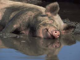 Pig in the Mud